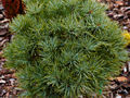 Pinus strobus Seaurhin IMG_1521 Sosna wejmutka